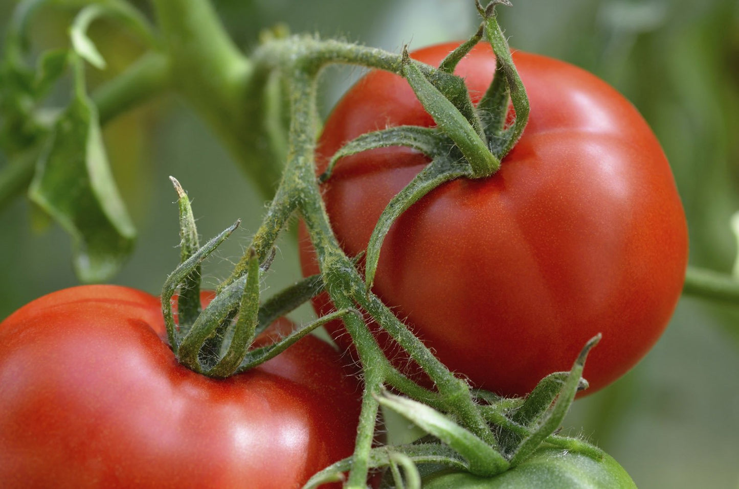 Vegetable