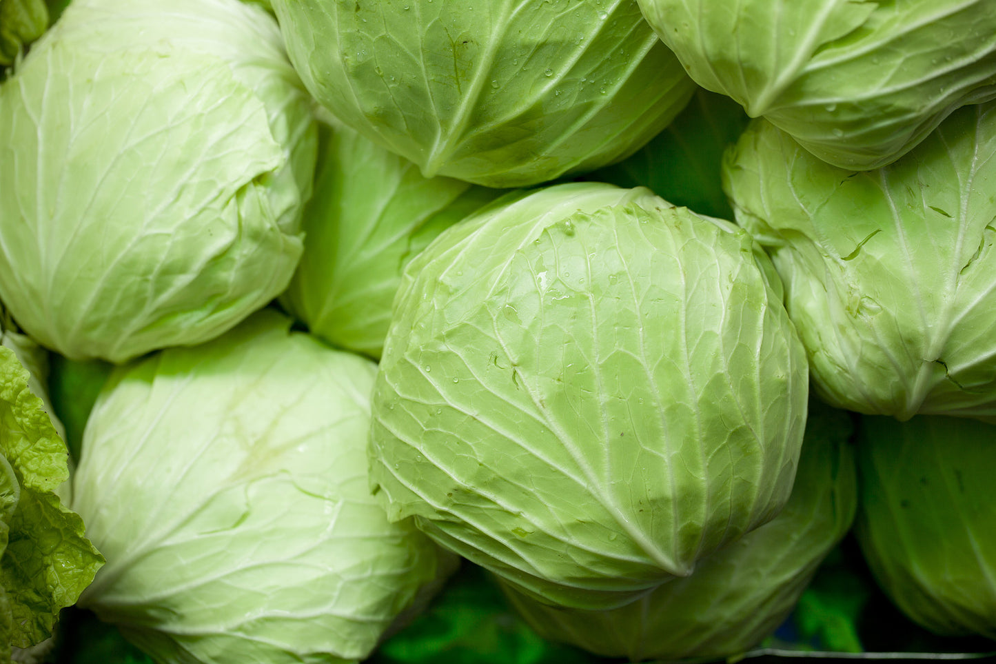 Vegetable