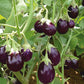 Vegetable