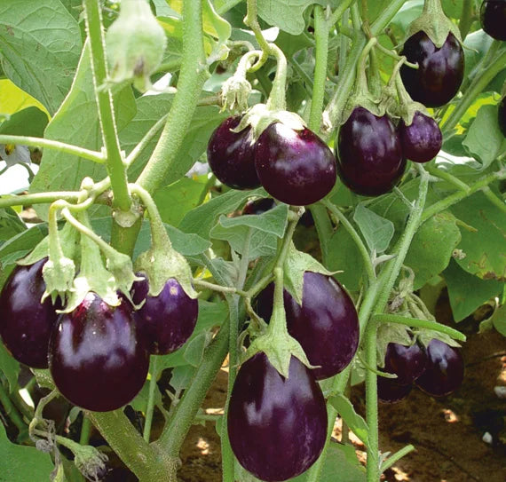 Vegetable