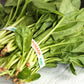 Vegetable