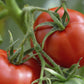 Vegetable
